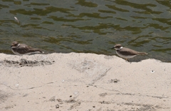 Charadrius placidus