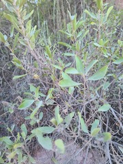 Ceanothus americanus