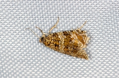 Celypha