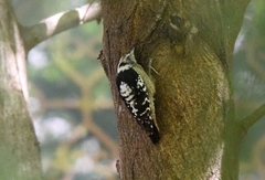 Yungipicus canicapillus