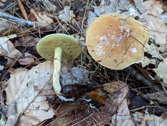 Suillus acidus