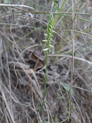 Spiranthes cernua