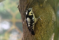 Yungipicus canicapillus