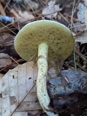 Suillus acidus