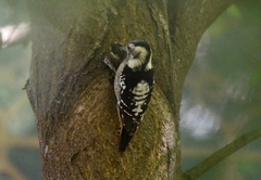 Yungipicus canicapillus