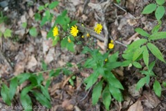 Hieracium umbellatum umbellatum