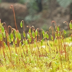 Ptychostomum capillare