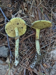 Suillus acidus
