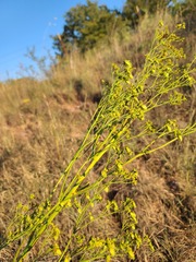 Eriogonum alatum