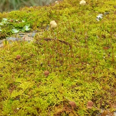 Ptychostomum capillare