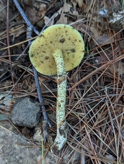 Suillus acidus