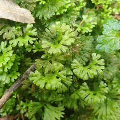Hymenophyton flabellatum