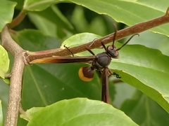 Polistes sagittarius