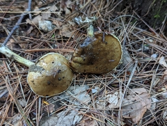 Suillus acidus