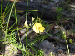 Gompholobium pinnatum