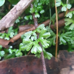 Hymenophyton flabellatum