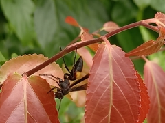 Polistes sagittarius