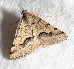 Frederickia s-signata