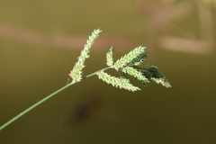 Echinochloa colona