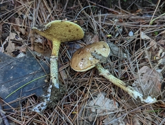 Suillus acidus