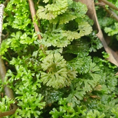 Hymenophyton flabellatum