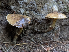 Suillus acidus