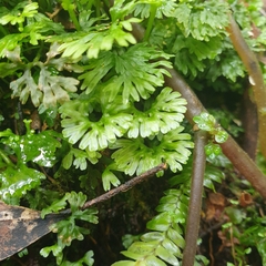 Hymenophyton flabellatum