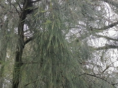 Casuarina glauca