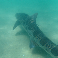 Triakis semifasciata