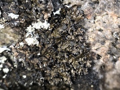 Montanelia disjuncta