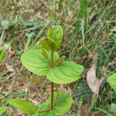 Hypericum tetrapterum