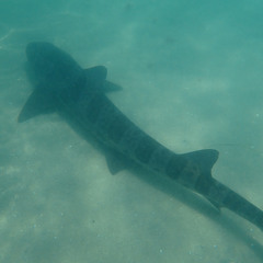 Triakis semifasciata