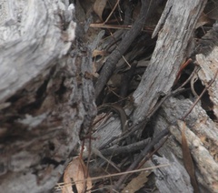 Lampropholis guichenoti