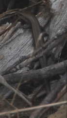 Lampropholis guichenoti