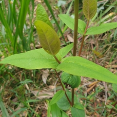 Hypericum tetrapterum