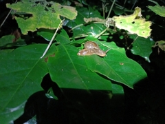 Ariophantidae