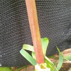 Hypericum tetrapterum