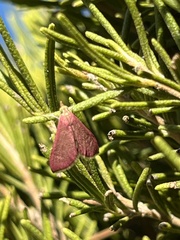 Pyrausta inornatalis