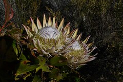 Protea cynaroides