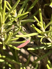 Pyrausta inornatalis