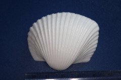 Anadara inaequivalvis