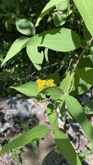 Melampodium divaricatum