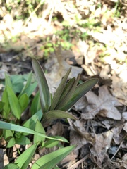 Fritillaria affinis