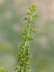 Brickellia laciniata