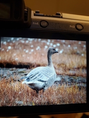 Anser brachyrhynchus