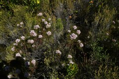 Serruria ascendens
