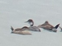 Podiceps auritus