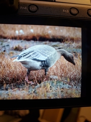 Anser brachyrhynchus