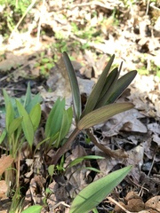 Fritillaria affinis