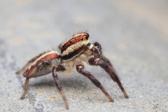 Cytaea alburna